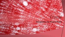  Presentation with dark blue fabric texture dark - PPT theme featuring mohair-red-fabric-texture-over background and a coral colored foreground