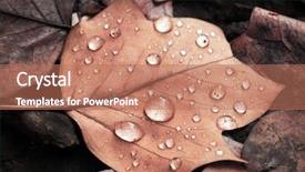  Presentation with waterproofing - PPT theme featuring moist - natural waterproofing autumn rain background and a coral colored foreground