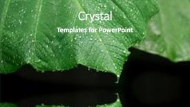  Presentation with rainfall - Colorful presentation design enhanced with moist elephant ear leaves after rainfall backdrop and a seafoam green colored foreground