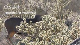  Presentation with nevada desert - PPT layouts featuring mojave-desert-buck-in-cholla background and a gray colored foreground