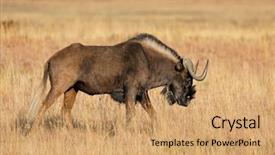  Presentation with south africa - PPT layouts consisting of mokala national park south africa background and a coral colored foreground
