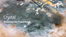  Presentation with mold - PPT theme enhanced with mold-on-pita-bread-close background and a gray colored foreground