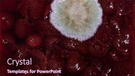  Presentation with mold - PPT theme enhanced with mold-on-strawberry-jam-close background and a wine colored foreground