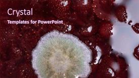  Presentation with mold - Cool new presentation theme with mold-on-strawberry-jam-close backdrop and a wine colored foreground