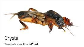  Presentation with cricket - Amazing presentation design having mole cricket macro isolated backdrop and a white colored foreground