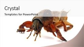  Presentation with cricket - Cool new presentation with mole cricket backdrop and a  colored foreground