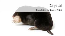  Presentation with history earth globe isolated white - PPT theme consisting of mole-isolated-on-the-white background and a white colored foreground