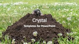  Presentation with grass - Presentation theme consisting of mofle - mole poking out of mole background and a dark gray colored foreground