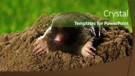  Presentation with green and purple mardi gras - PPT theme enhanced with mole-talpa-europaea-crawling-out background and a  colored foreground