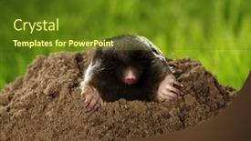  Presentation with brown - Theme consisting of mole-talpa-europaea-crawling-out background and a  colored foreground