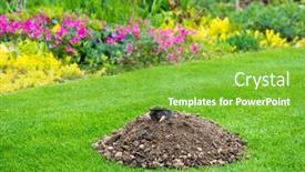  Presentation with hill - Slide deck having mole-talpa-europaea-making-mole background and a  colored foreground