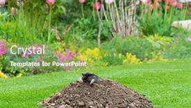  Presentation with hill - Presentation design consisting of mole-talpa-europaea-making-mole background and a seafoam green colored foreground