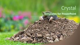  Presentation with hill - Theme featuring mole-talpa-europaea-making-mole background and a  colored foreground