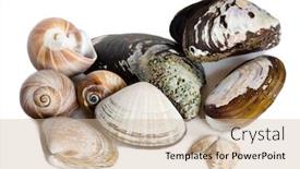  Presentation with mollusk - Slide set with mollusk-marine-shells-isolated background and a soft green colored foreground