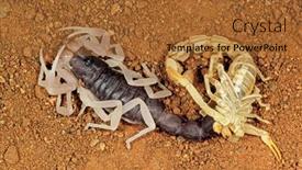  Presentation with south africa - Colorful PPT layouts enhanced with molting-thick-tailed-scorpion-parabuthus backdrop and a red colored foreground