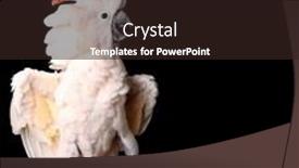  Presentation with salmon - Cool new slide deck with moluccan-cockatoo-on-a-perch backdrop and a wine colored foreground