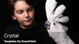  Presentation with black - Amazing presentation having moluccan-cockatoo-with-a-young backdrop and a black colored foreground