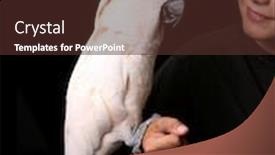  Presentation with black - Presentation theme having moluccan-cockatoo-with-a-young background and a tawny brown colored foreground