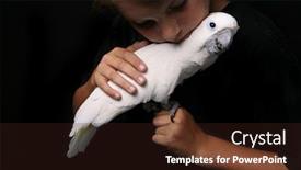  Presentation with black - Presentation theme featuring moluccan-cockatoo-with-a-young background and a wine colored foreground