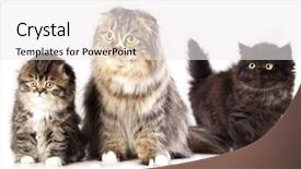  Presentation with fold - Presentation design with mom and pap breed scottish background and a white colored foreground