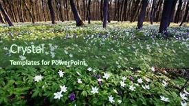  Presentation with snowdrop - Audience pleasing theme consisting of moment for this beautiful flower backdrop and a  colored foreground