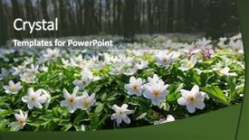  Presentation with snowdrop - Cool new slides with moment for this beautiful flower backdrop and a dark gray colored foreground