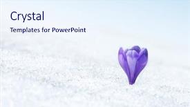  Presentation with beautiful floral border flower design - Beautiful presentation theme featuring moment for this beautiful flower backdrop and a  colored foreground