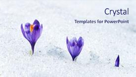  Presentation with springtime - Beautiful PPT theme featuring moment for this beautiful flower backdrop and a sky blue colored foreground