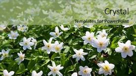  Presentation with snowdrop - Amazing PPT layouts having moment for this beautiful flower backdrop and a  colored foreground