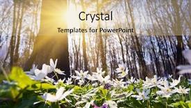  Presentation with snowdrop - Presentation theme with moment for this beautiful flower background and a lemonade colored foreground