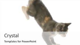  Presentation with momentum - Slide deck with momentum - cute ten week old kitten background and a white colored foreground