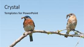 Presentation with eastern - Cool new PPT layouts with mommy and daddy eastern bluebird backdrop and a light blue colored foreground