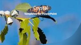  Presentation with monarch butterflies - Slide deck with monarch butterflies in a eucalyptus tree in california background and a teal colored foreground