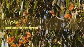  Presentation with monarch butterflies - Colorful PPT theme enhanced with monarch butterflies in a eucalyptus tree in california backdrop and a tawny brown colored foreground