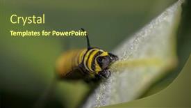 Presentation with caterpillar - PPT theme consisting of monarch-butterfly-caterpillar-on-milkweed background and a tawny brown colored foreground