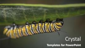  Presentation with monarch butterfly - Beautiful PPT layouts featuring monarch-butterfly-caterpillar-on-milkweed backdrop and a dark gray colored foreground