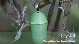  Presentation with chrysalis - Beautiful PPT layouts featuring monarch butterfly chrysalis backdrop and a seafoam green colored foreground