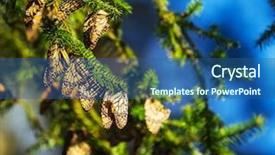  Presentation with monarch butterfly - PPT theme with monarch butterfly colony in mexico background and a ocean colored foreground