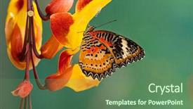  Presentation with monarch butterfly - Colorful presentation theme enhanced with milkweed - monarch butterfly danaus plexippus backdrop and a ocean colored foreground