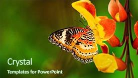  Presentation with monarch butterfly - Cool new slide set with milkweed - monarch butterfly danaus plexippus backdrop and a tawny brown colored foreground