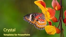  Presentation with monarch butterfly - Colorful slide deck enhanced with milkweed - monarch butterfly danaus plexippus backdrop and a tawny brown colored foreground