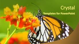  Presentation with monarch butterfly - Audience pleasing slides consisting of monarch butterfly feeding on flower backdrop and a tawny brown colored foreground