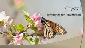  Presentation with monarch butterfly - Beautiful theme featuring monarch-butterfly-feeding-on-pink backdrop and a light gray colored foreground