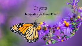  Presentation with purple butterfly - Slide set featuring monarch butterfly feeding on purple background and a light blue colored foreground