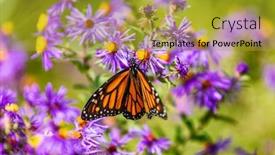  Presentation with purple butterfly - Audience pleasing slide set consisting of monarch butterfly feeding on purple aster flower in summer floral background monarch butterflies in autumn blooming asters backdrop and a gold colored foreground