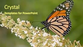  Presentation with monarch butterfly - Audience pleasing presentation theme consisting of monarch butterfly feeding backdrop and a tawny brown colored foreground