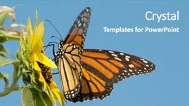  Presentation with monarch butterfly - Presentation design enhanced with monarch butterfly feeding background and a teal colored foreground