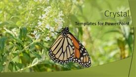  Presentation with monarch butterfly - Presentation theme consisting of monarch-butterfly-getting-nectar background and a yellow colored foreground