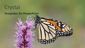  Presentation with monarch butterfly - Amazing PPT theme having nature setting with pink backdrop and a violet colored foreground
