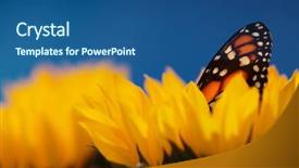  Presentation with monarch butterfly - Audience pleasing slide set consisting of monarch butterfly in sunflower flower backdrop and a ocean colored foreground
